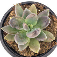 Cargar imagen en el visor de la galería, Echeveria Tolimanensis Dark Red - ø 10.5 cm - Sucunatura. Plantas crassulas como echeveria, kalanchoe, sedum, sempervivum, graptoveria y aeonium.
