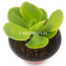 Cargar imagen en el visor de la galería, Echeveria Pallida - ø 10.5 cm - Sucunatura. Plantas crassulas como echeveria, kalanchoe, sedum, sempervivum, graptoveria y aeonium.
