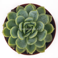 Load image into Gallery viewer, Echeveria Elegans - ø 10.5 cm - Sucunatura. Plantas crassulas como echeveria, kalanchoe, sedum, sempervivum, graptoveria y aeonium.
