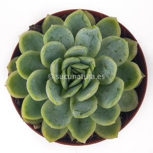 Echeveria Elegans - ø 10.5 cm - Sucunatura. Plantas crassulas como echeveria, kalanchoe, sedum, sempervivum, graptoveria y aeonium.