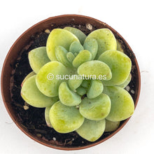 Cargar imagen en el visor de la galería, Sedum Clavatum - ø 5.5 cm - Sucunatura. Plantas crassulas como echeveria, kalanchoe, sedum, sempervivum, graptoveria y aeonium.
