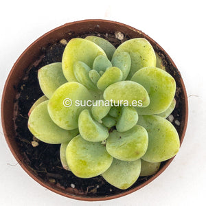 Sedum Clavatum - ø 5.5 cm - Sucunatura. Plantas crassulas como echeveria, kalanchoe, sedum, sempervivum, graptoveria y aeonium.