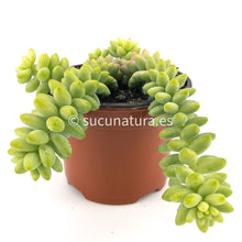 Cargar imagen en el visor de la galería, Sedum burrito - ø 10.5 cm - Sucunatura. Plantas crassulas como echeveria, kalanchoe, sedum, sempervivum, graptoveria y aeonium.
