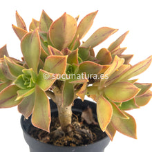 Cargar imagen en el visor de la galería, Aeonium Leucoblefarum Stripe - ø 10.5 cm - Sucunatura. Plantas crassulas como echeveria, kalanchoe, sedum, sempervivum, graptoveria y aeonium.
