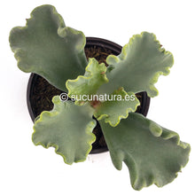 Load image into Gallery viewer, Cotyledon Coral - ø 10.5 cm - Sucunatura. Plantas crassulas como echeveria, kalanchoe, sedum, sempervivum, graptoveria y aeonium.
