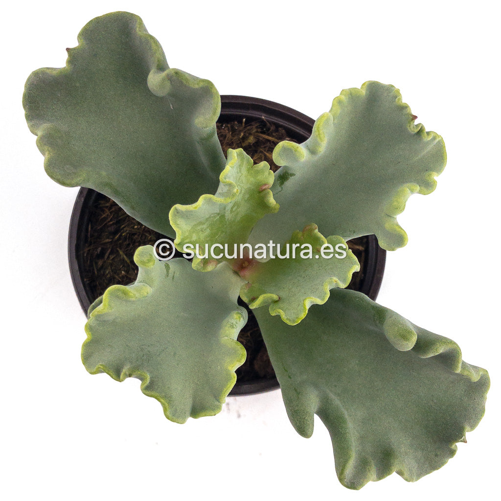 Cotyledon Coral - ø 10.5 cm - Sucunatura. Plantas crassulas como echeveria, kalanchoe, sedum, sempervivum, graptoveria y aeonium.