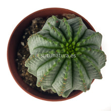 Cargar imagen en el visor de la galería, Euphorbia infausta - ø 8.5 cm - Sucunatura. Plantas crassulas como echeveria, kalanchoe, sedum, sempervivum, graptoveria y aeonium.
