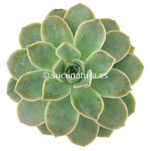 Load image into Gallery viewer, Echeveria Fantome - ø 10.5 cm - Sucunatura. Plantas crassulas como echeveria, kalanchoe, sedum, sempervivum, graptoveria y aeonium.
