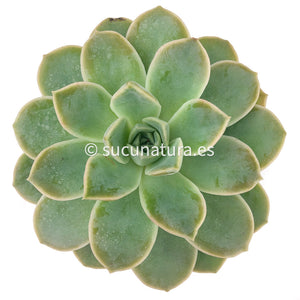 Echeveria Fantome - ø 10.5 cm - Sucunatura. Plantas crassulas como echeveria, kalanchoe, sedum, sempervivum, graptoveria y aeonium.