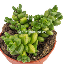 Load image into Gallery viewer, Crassula Elegans Eenriet - ø 8.5 cm - Sucunatura. Plantas crassulas como echeveria, kalanchoe, sedum, sempervivum, graptoveria y aeonium.
