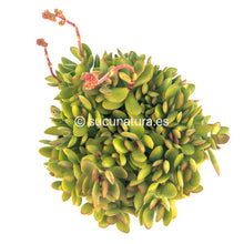 Load image into Gallery viewer, Crassula Money Maker - ø 14 cm - Sucunatura. Plantas crassulas como echeveria, kalanchoe, sedum, sempervivum, graptoveria y aeonium.
