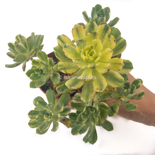 Aeonium castello-paivense variegata - ø 10.5 cm - Sucunatura. Plantas crassulas como echeveria, kalanchoe, sedum, sempervivum, graptoveria y aeonium.