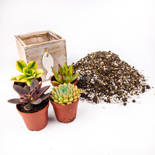 Load image into Gallery viewer, Kit Mediterran - Sucunatura. Plantas crassulas como echeveria, kalanchoe, sedum, sempervivum, graptoveria y aeonium.
