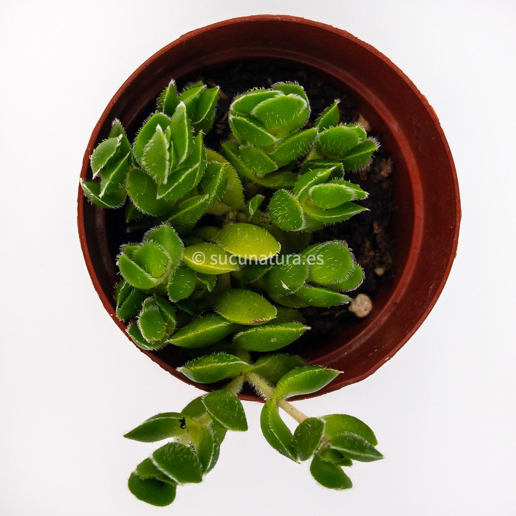 Crassula David - ø 5.5 cm - Sucunatura. Plantas crassulas como echeveria, kalanchoe, sedum, sempervivum, graptoveria y aeonium.