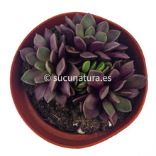 Load image into Gallery viewer, Anacampseros Rufescens Purple Passion - ø 8.5 cm - Sucunatura. Plantas crassulas como echeveria, kalanchoe, sedum, sempervivum, graptoveria y aeonium.
