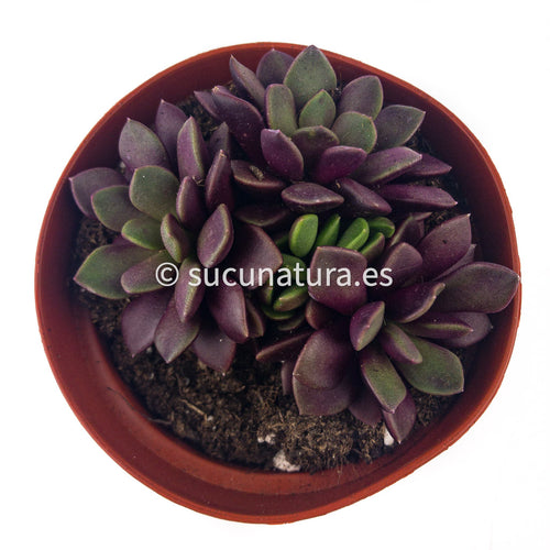 Anacampseros Rufescens Purple Passion - ø 8.5 cm - Sucunatura. Plantas crassulas como echeveria, kalanchoe, sedum, sempervivum, graptoveria y aeonium.