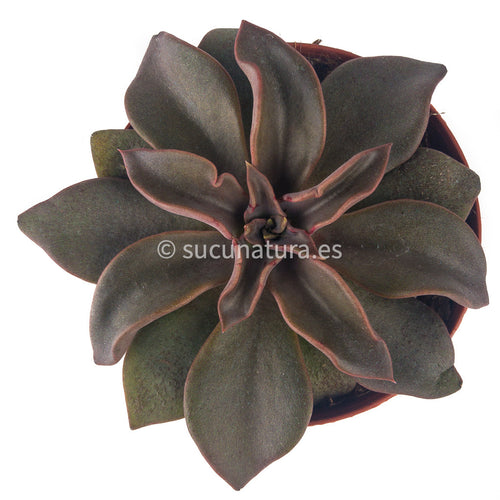 Echeveria Cristallina - ø 10.5 cm - Sucunatura. Plantas crassulas como echeveria, kalanchoe, sedum, sempervivum, graptoveria y aeonium.