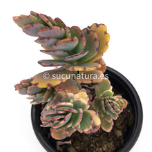 Load image into Gallery viewer, Kalanchoe Fedtschenkoi Variegata - ø 10.5 cm - Sucunatura. Plantas crassulas como echeveria, kalanchoe, sedum, sempervivum, graptoveria y aeonium.
