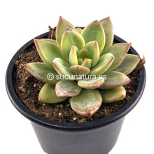 Load image into Gallery viewer, Echeveria Agavoides Emerald - ø 10.5 cm - Sucunatura. Plantas crassulas como echeveria, kalanchoe, sedum, sempervivum, graptoveria y aeonium.
