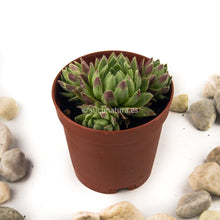 Cargar imagen en el visor de la galería, Sempervivum (uña de señorita) - ø 5.5 cm - Sucunatura. Plantas crassulas como echeveria, kalanchoe, sedum, sempervivum, graptoveria y aeonium.
