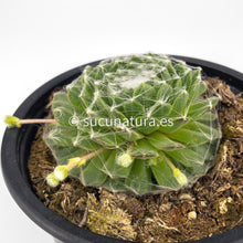 Cargar imagen en el visor de la galería, Sempervivum Arachnoideum - 10.5 ø cm - Sucunatura. Plantas crassulas como echeveria, kalanchoe, sedum, sempervivum, graptoveria y aeonium.
