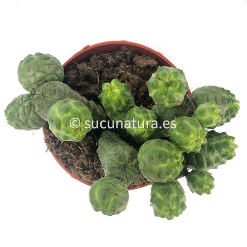 Euphorbia Pseudoglubosa - ø 8.5 cm - Sucunatura. Plantas crassulas como echeveria, kalanchoe, sedum, sempervivum, graptoveria y aeonium.