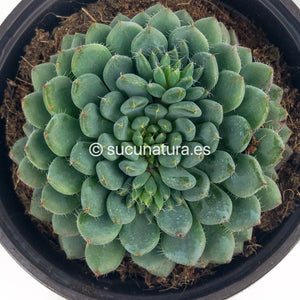 Echeveria Setosa Deminuta - ø 10.5 cm - Sucunatura. Plantas crassulas como echeveria, kalanchoe, sedum, sempervivum, graptoveria y aeonium.