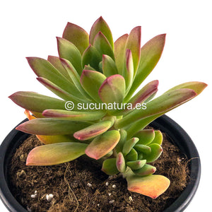 Echeveria minibelle (NO Variegata)- ø 10.5 cm - Sucunatura. Plantas crassulas como echeveria, kalanchoe, sedum, sempervivum, graptoveria y aeonium.