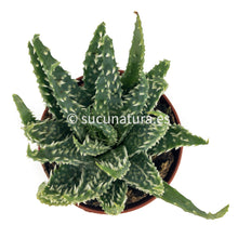 Cargar imagen en el visor de la galería, Aloe Humilis - ø 8.5 cm - Sucunatura. Plantas crassulas como echeveria, kalanchoe, sedum, sempervivum, graptoveria y aeonium.
