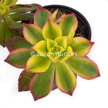 Load image into Gallery viewer, Aeonium Kiwi - ø 8.5 cm - Sucunatura. Plantas crassulas como echeveria, kalanchoe, sedum, sempervivum, graptoveria y aeonium.
