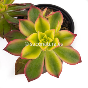 Aeonium Kiwi - ø 8.5 cm - Sucunatura. Plantas crassulas como echeveria, kalanchoe, sedum, sempervivum, graptoveria y aeonium.