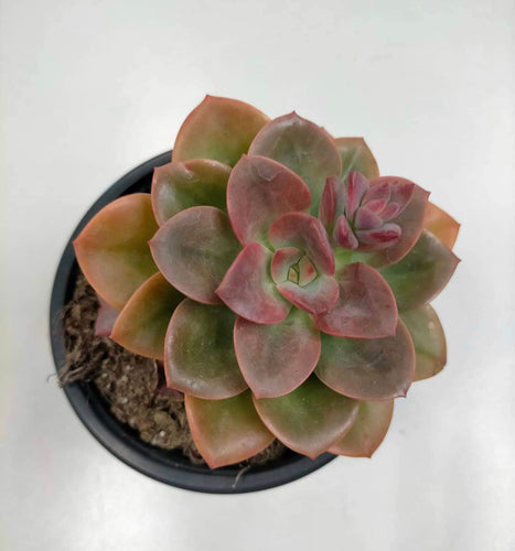 Echeveria Chroma - ø 10.5 cm - Sucunatura. Plantas crassulas como echeveria, kalanchoe, sedum, sempervivum, graptoveria y aeonium.