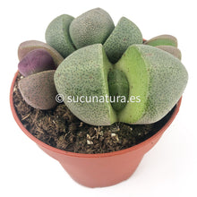 Cargar imagen en el visor de la galería, Pleiospilos - ø 8.5 cm - Sucunatura. Plantas crassulas como echeveria, kalanchoe, sedum, sempervivum, graptoveria y aeonium.
