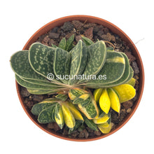 Load image into Gallery viewer, Gasteria Glauca Variegata - ø 8.5 cm - Sucunatura. Plantas crassulas como echeveria, kalanchoe, sedum, sempervivum, graptoveria y aeonium.
