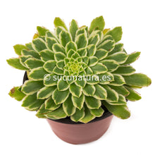 Cargar imagen en el visor de la galería, Aeonium Emerald Ice - ø 12 cm - Sucunatura. Plantas crassulas como echeveria, kalanchoe, sedum, sempervivum, graptoveria y aeonium.
