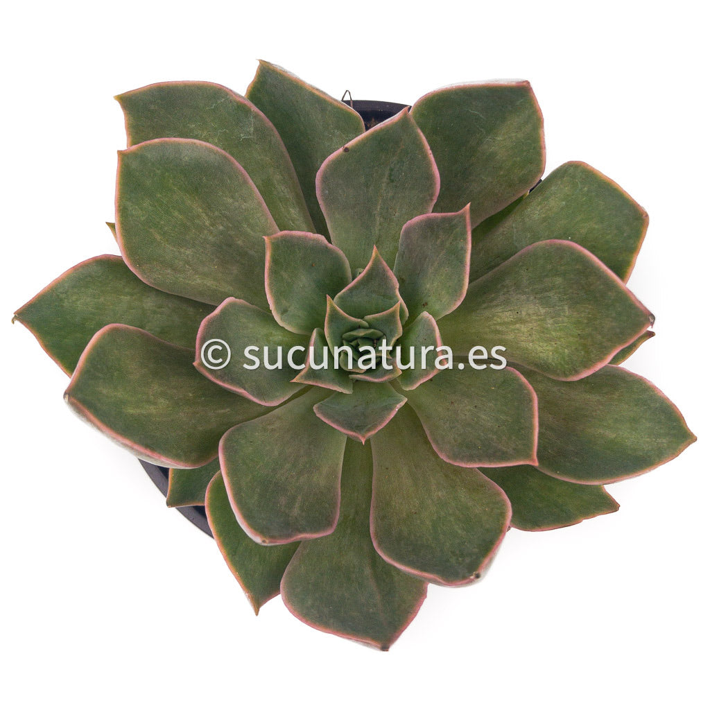 Echeveria Mensa Dark - ø 10.5 cm - Sucunatura. Plantas crassulas como echeveria, kalanchoe, sedum, sempervivum, graptoveria y aeonium.