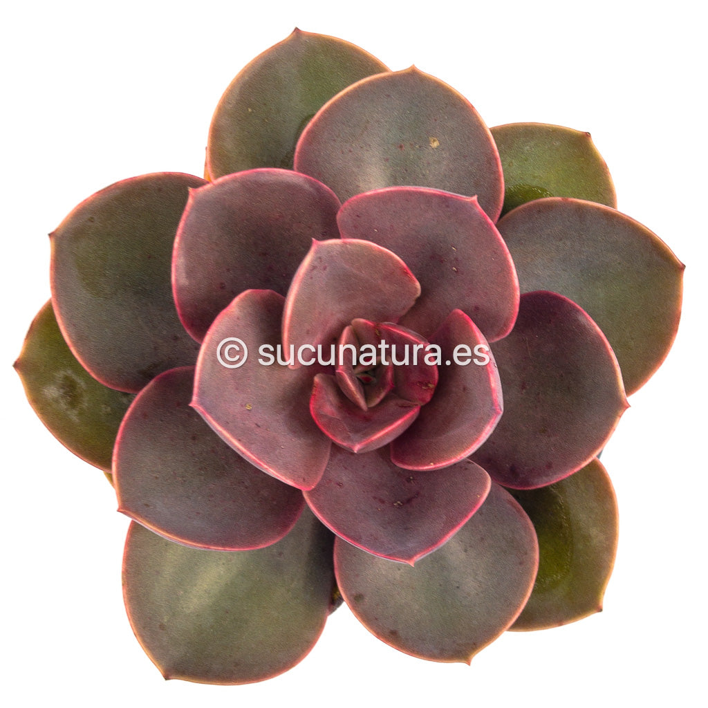 Echeveria Lynn - ø 8.5 cm - Sucunatura. Plantas crassulas como echeveria, kalanchoe, sedum, sempervivum, graptoveria y aeonium.