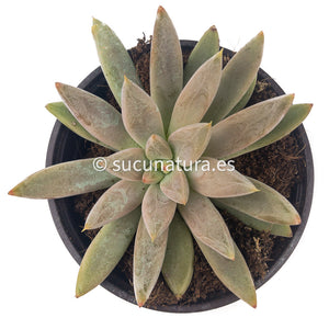 Echeveria Tolimanensis - ø 10.5 cm - Sucunatura. Plantas crassulas como echeveria, kalanchoe, sedum, sempervivum, graptoveria y aeonium.