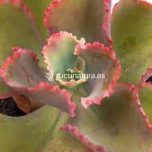 Cargar imagen en el visor de la galería, Echeveria Dicks Pink - ø 12 cm - Sucunatura. Plantas crassulas como echeveria, kalanchoe, sedum, sempervivum, graptoveria y aeonium.
