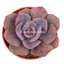 Cargar imagen en el visor de la galería, Echeveria Dusty Rose - ø 10.5 cm - Sucunatura. Plantas crassulas como echeveria, kalanchoe, sedum, sempervivum, graptoveria y aeonium.
