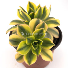 Cargar imagen en el visor de la galería, Aeonium Sunburst - ø 12 cm - Sucunatura. Plantas crassulas como echeveria, kalanchoe, sedum, sempervivum, graptoveria y aeonium.
