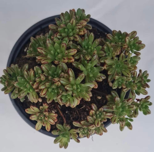 Aeonium Sedifolium - ø 10.5 cm - Sucunatura. Plantas crassulas como echeveria, kalanchoe, sedum, sempervivum, graptoveria y aeonium.