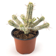 Cargar imagen en el visor de la galería, Euphorbia Mammillaris Variegata - ø 11 cm - Sucunatura. Plantas crassulas como echeveria, kalanchoe, sedum, sempervivum, graptoveria y aeonium.
