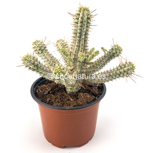 Euphorbia Mammillaris Variegata - ø 11 cm - Sucunatura. Plantas crassulas como echeveria, kalanchoe, sedum, sempervivum, graptoveria y aeonium.