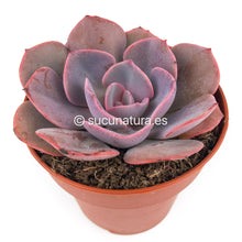 Cargar imagen en el visor de la galería, Echeveria Dusty Rose - ø 10.5 cm - Sucunatura. Plantas crassulas como echeveria, kalanchoe, sedum, sempervivum, graptoveria y aeonium.
