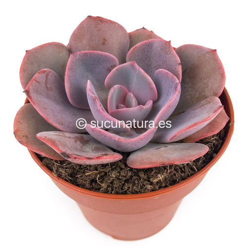 Echeveria Dusty Rose - ø 10.5 cm - Sucunatura. Plantas crassulas como echeveria, kalanchoe, sedum, sempervivum, graptoveria y aeonium.