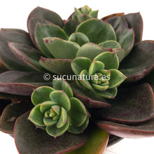 Cargar imagen en el visor de la galería, Echeveria Green Salsa - ø 10.5 cm - Sucunatura. Plantas crassulas como echeveria, kalanchoe, sedum, sempervivum, graptoveria y aeonium.
