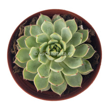 Cargar imagen en el visor de la galería, Echeveria Texensis Zaragoza - ø 10.5 cm - Sucunatura. Plantas crassulas como echeveria, kalanchoe, sedum, sempervivum, graptoveria y aeonium.
