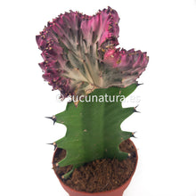 Load image into Gallery viewer, Euphorbia lactea cristata injerto pink (cactus catedral, también llamada African milk)- ø 8.5 cm - Sucunatura. Plantas crassulas como echeveria, kalanchoe, sedum, sempervivum, graptoveria y aeonium.
