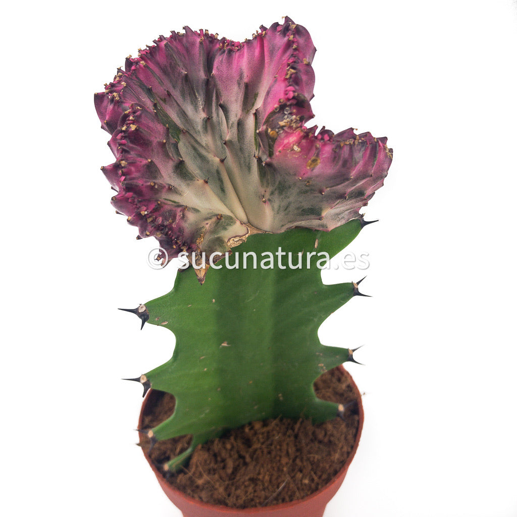 Euphorbia lactea cristata injerto pink (cactus catedral, también llamada African milk)- ø 8.5 cm - Sucunatura. Plantas crassulas como echeveria, kalanchoe, sedum, sempervivum, graptoveria y aeonium.